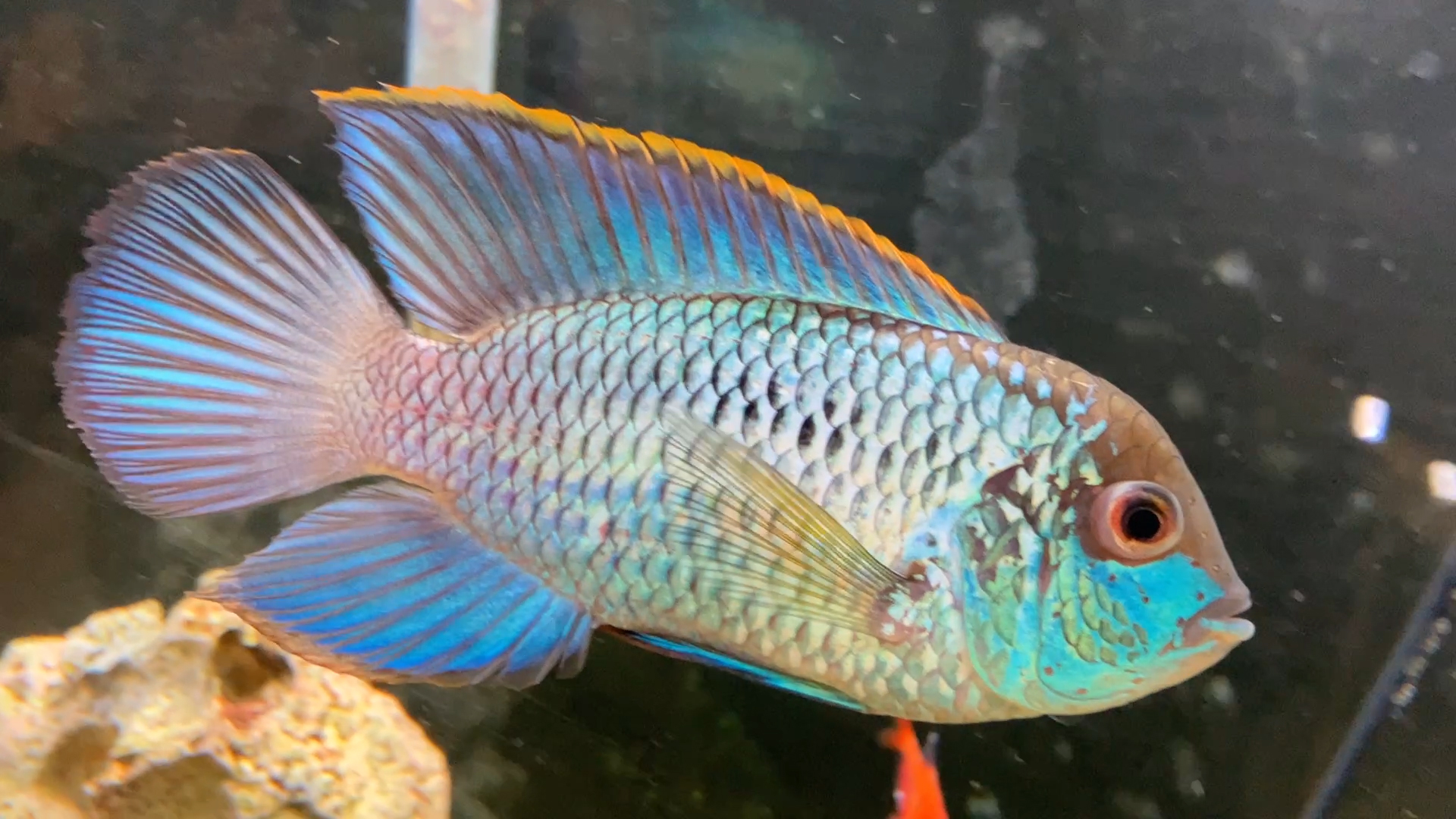 Electric Blue Acara Care Guide Keeping Tropical Fish