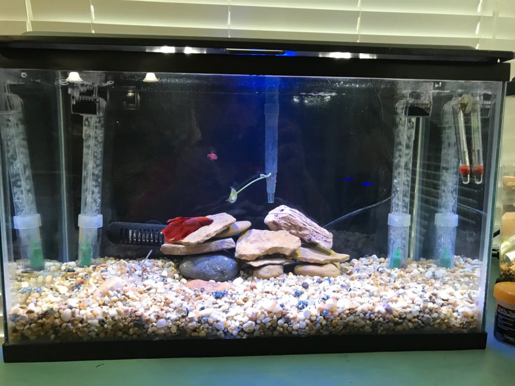 How to Set Up a Fish Tank - Keeping Tropical Fish