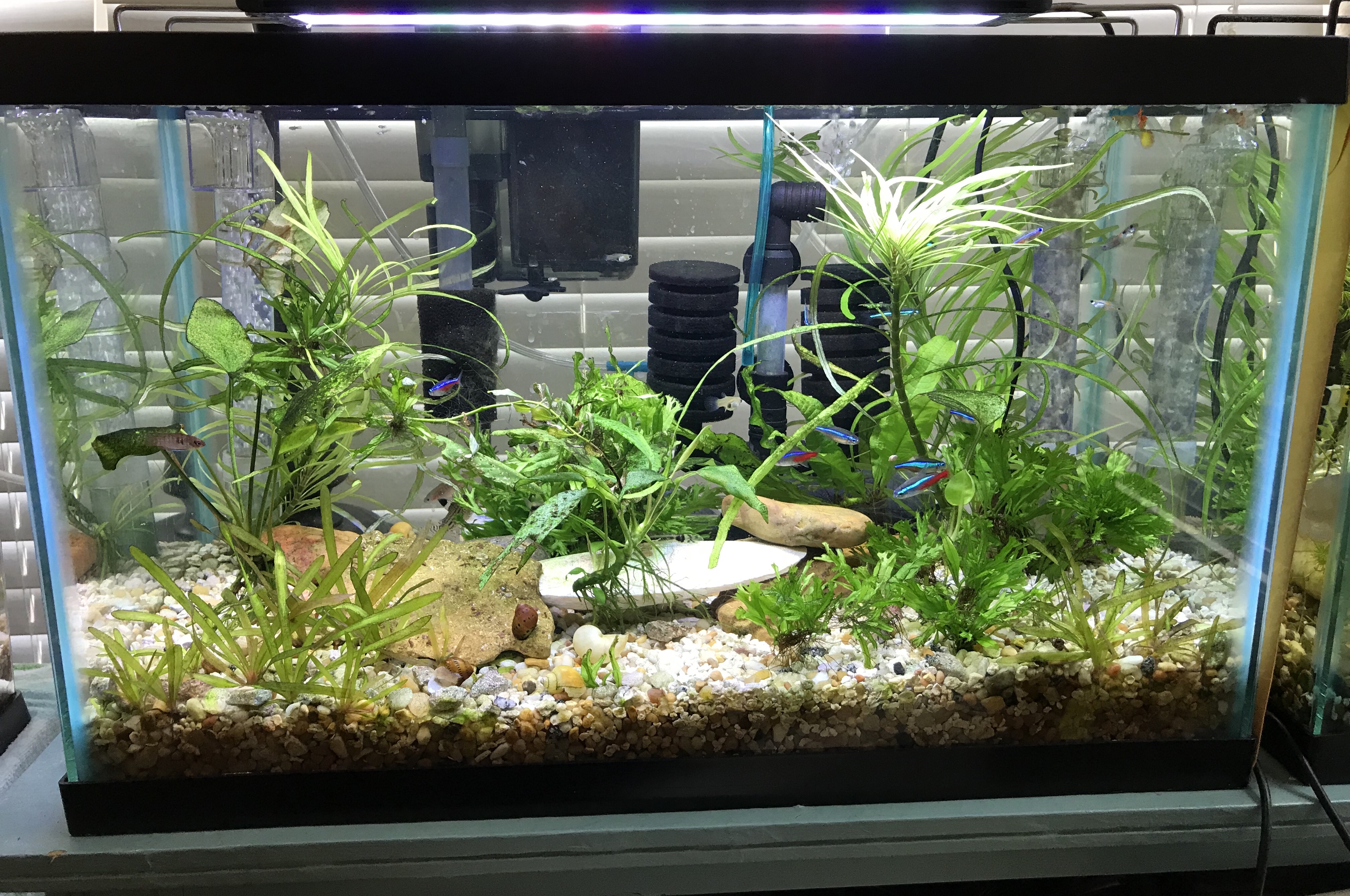 Setting Up a New Fish Tank Keeping Tropical Fish