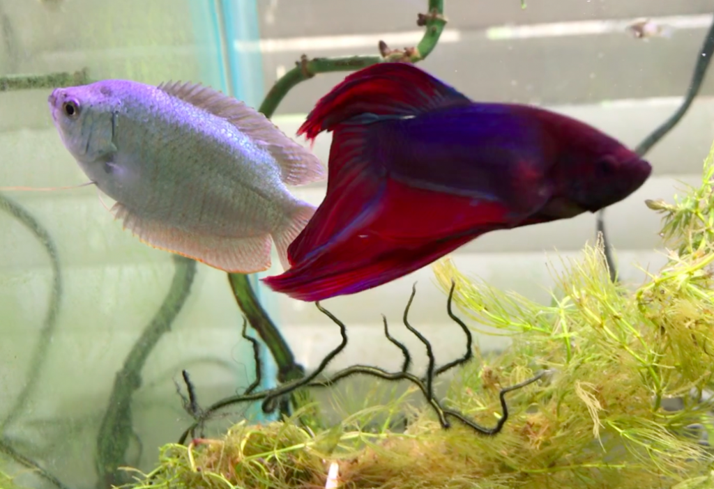 Betta fish 2025 with gourami