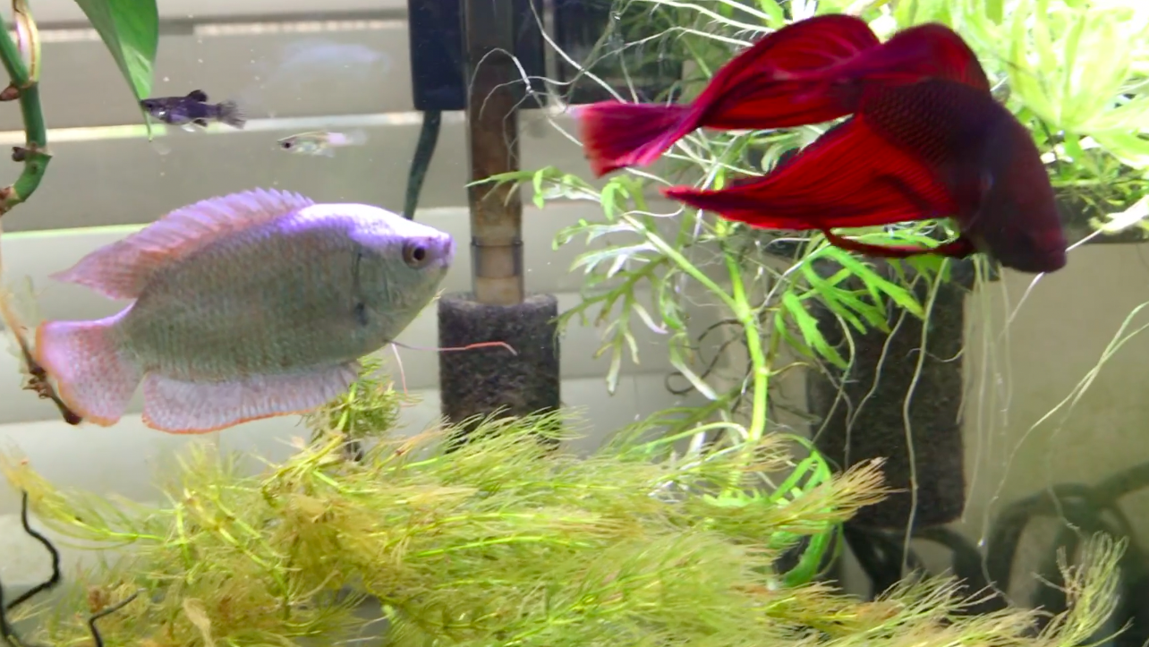 gourami betta