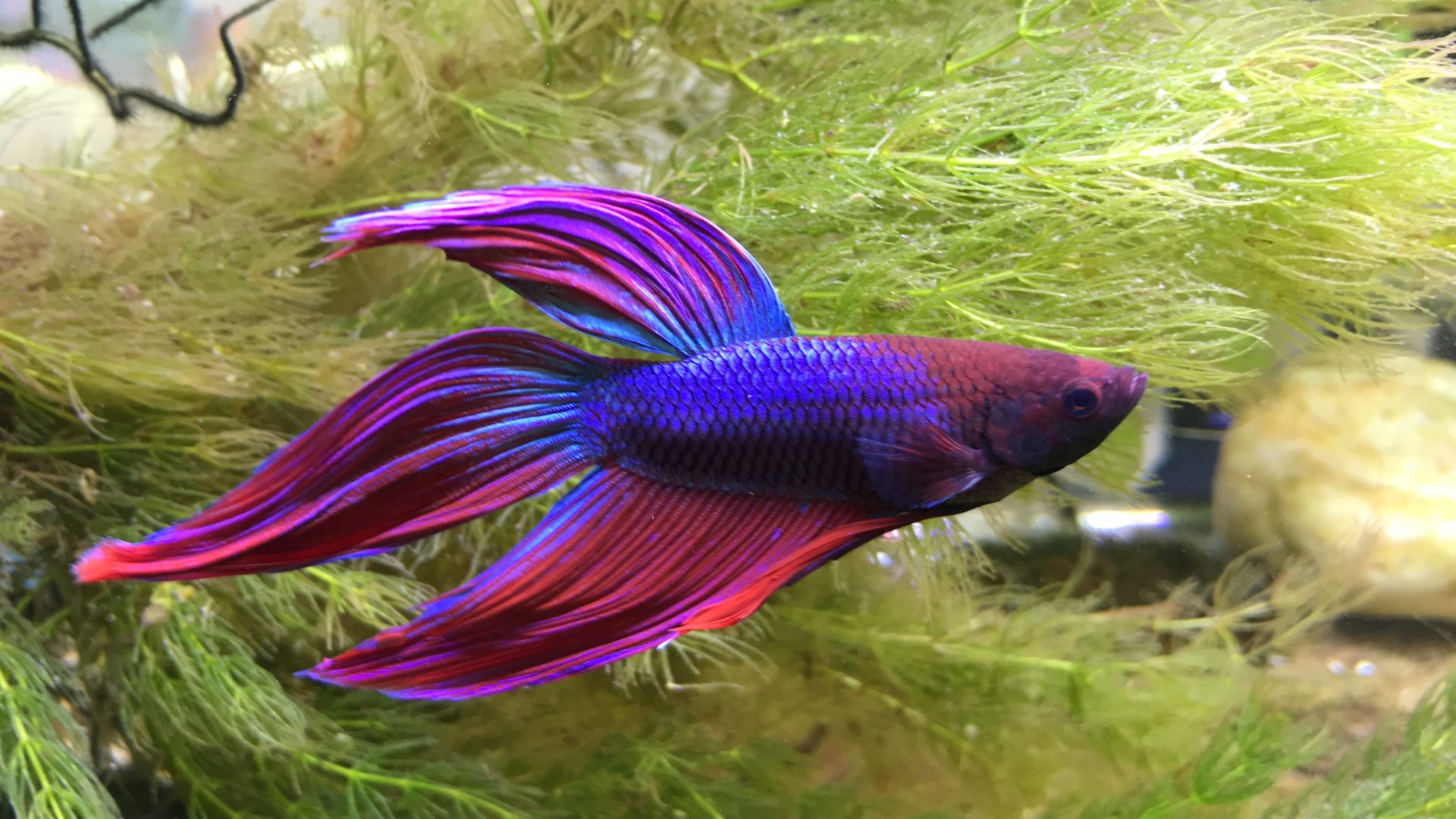 A purple betta fish swimming in an aquarium.