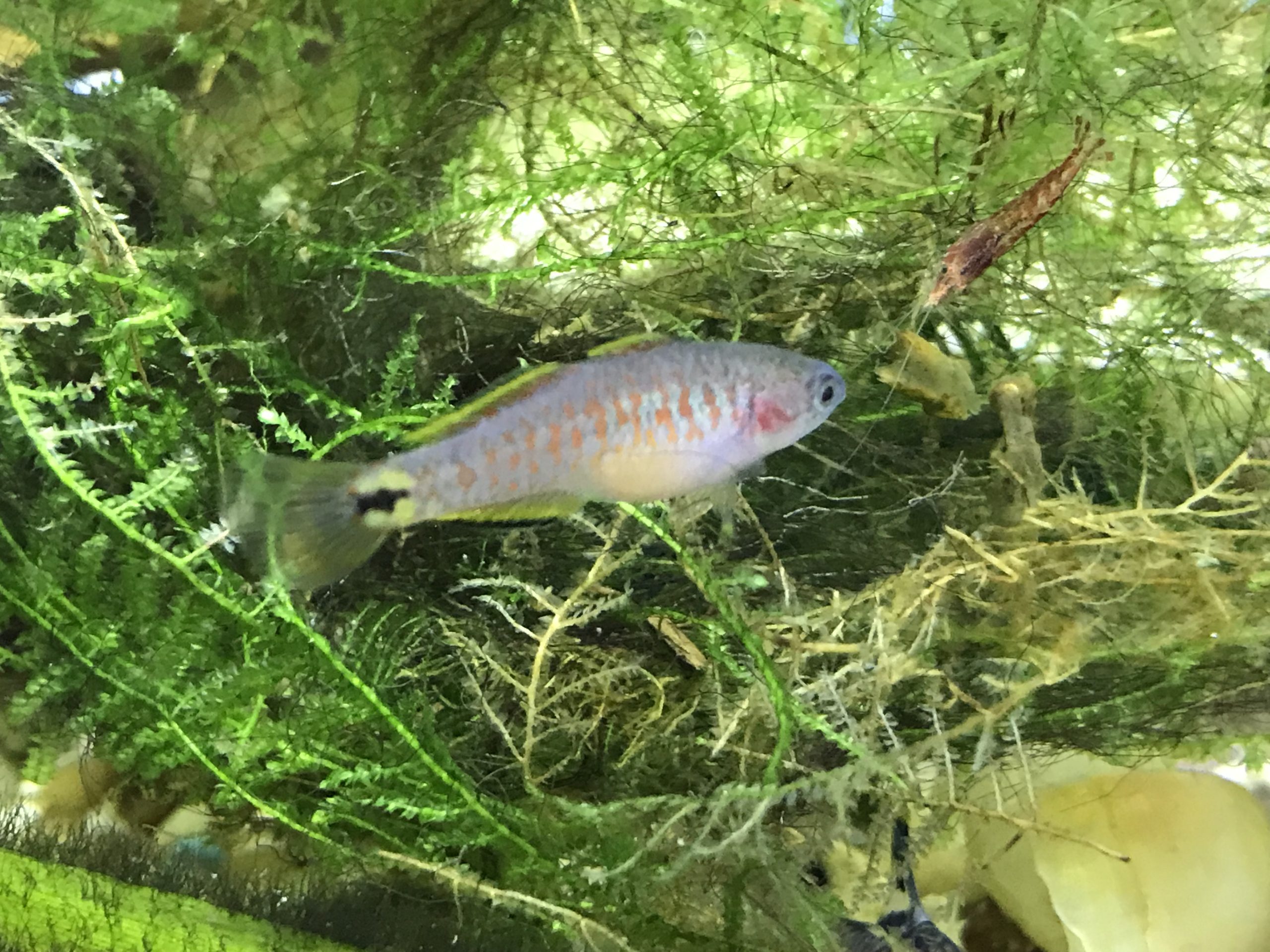 peacock gudgeon care