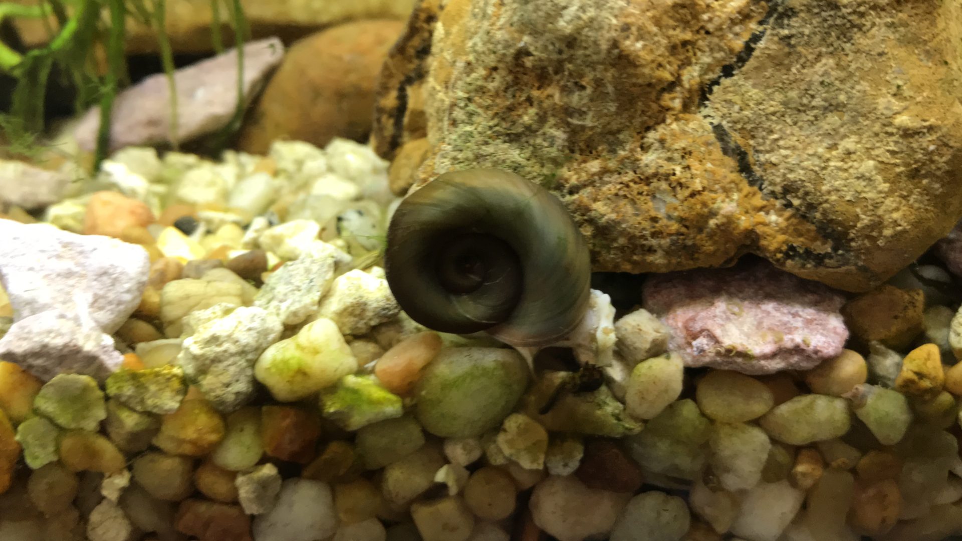 Aquatic Snail Food with Calcium A Shells Best Friend! Aquatic Snail Food with Calcium A Shells Best Friend!