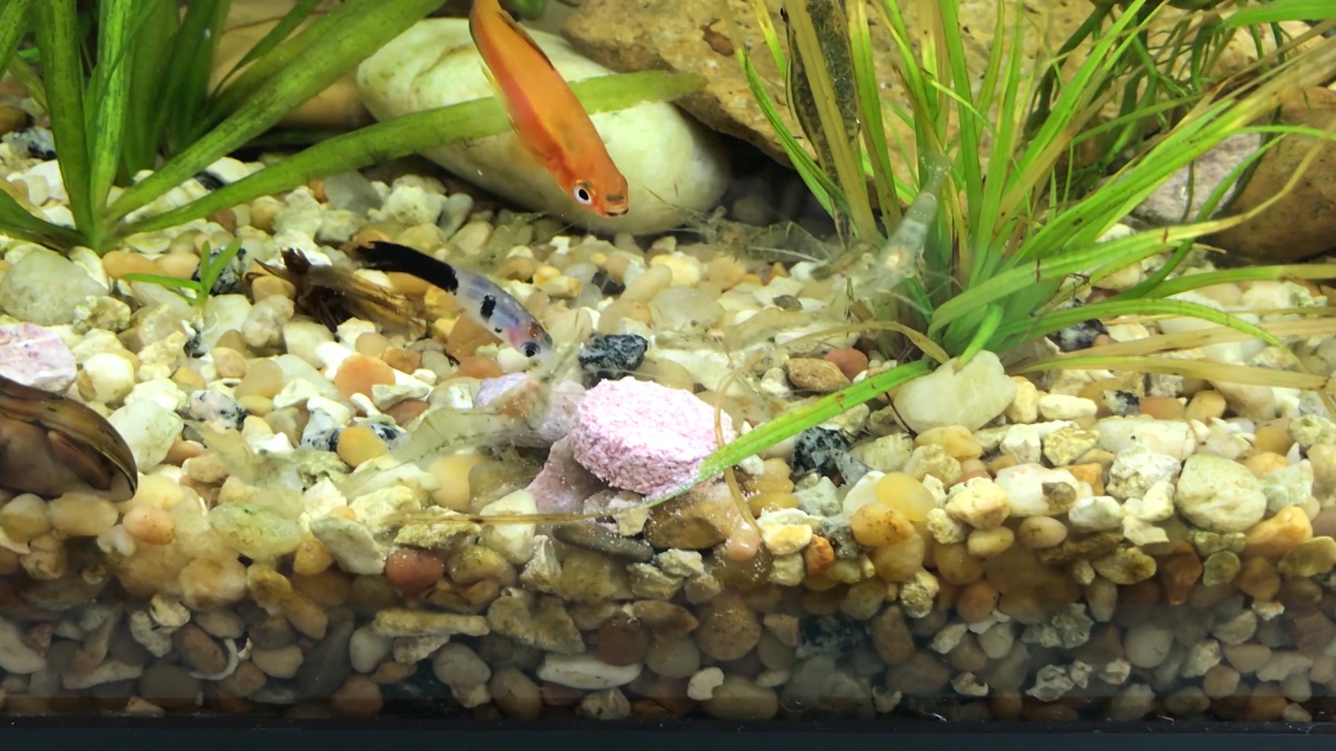 tums for aquarium snails