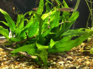 aquarium plants java fern