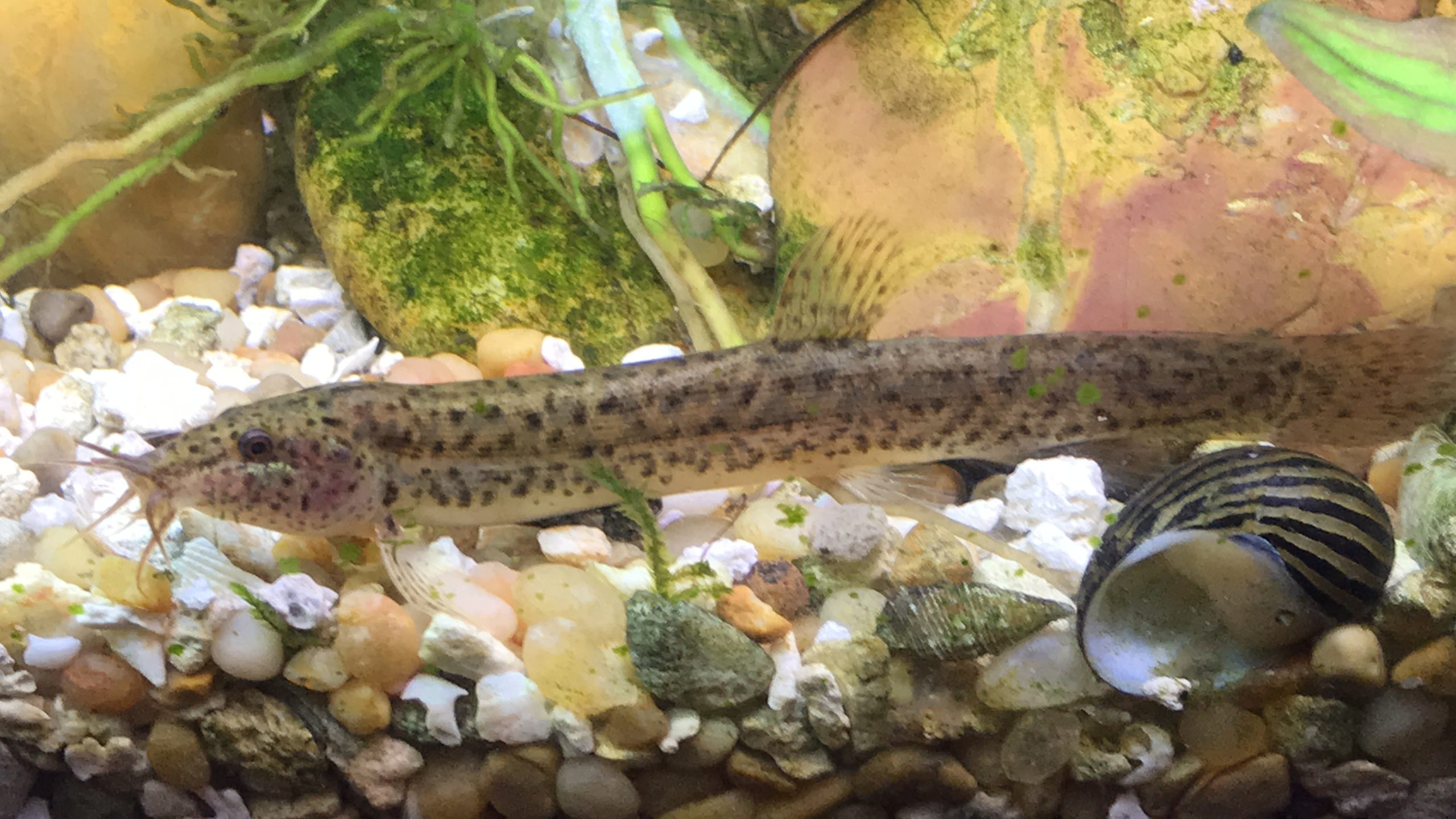 Weather Loach Care Guide - Keeping Tropical Fish