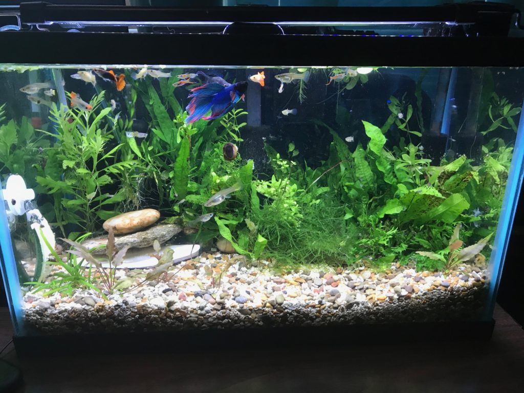 Fish Tank with Filter and Live Plants