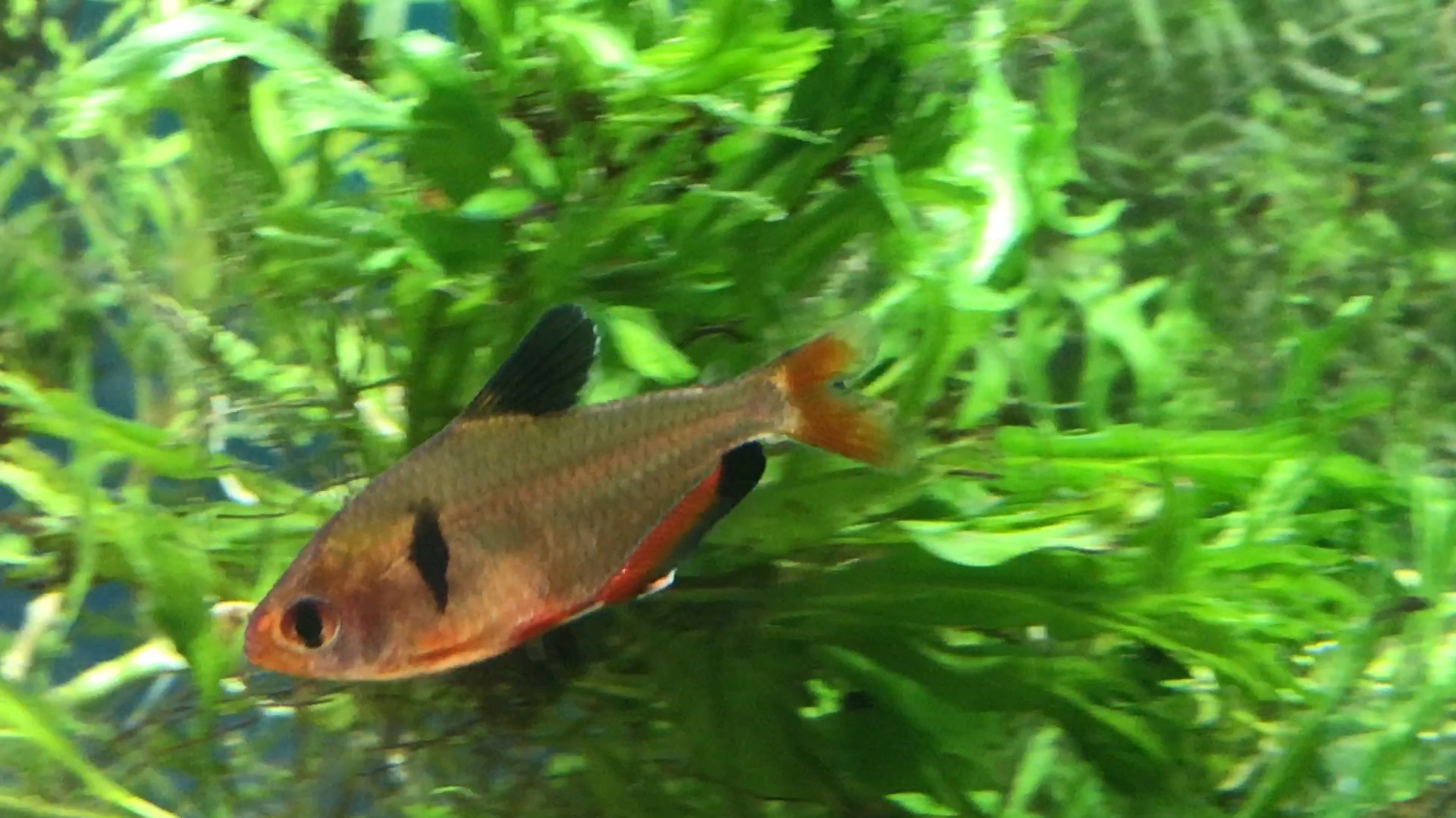 serpae tetra