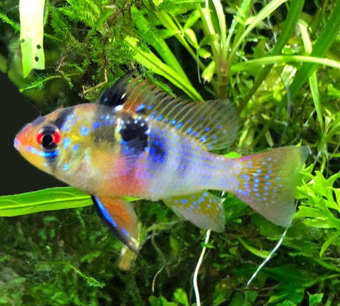 Blue ram hotsell cichlid care