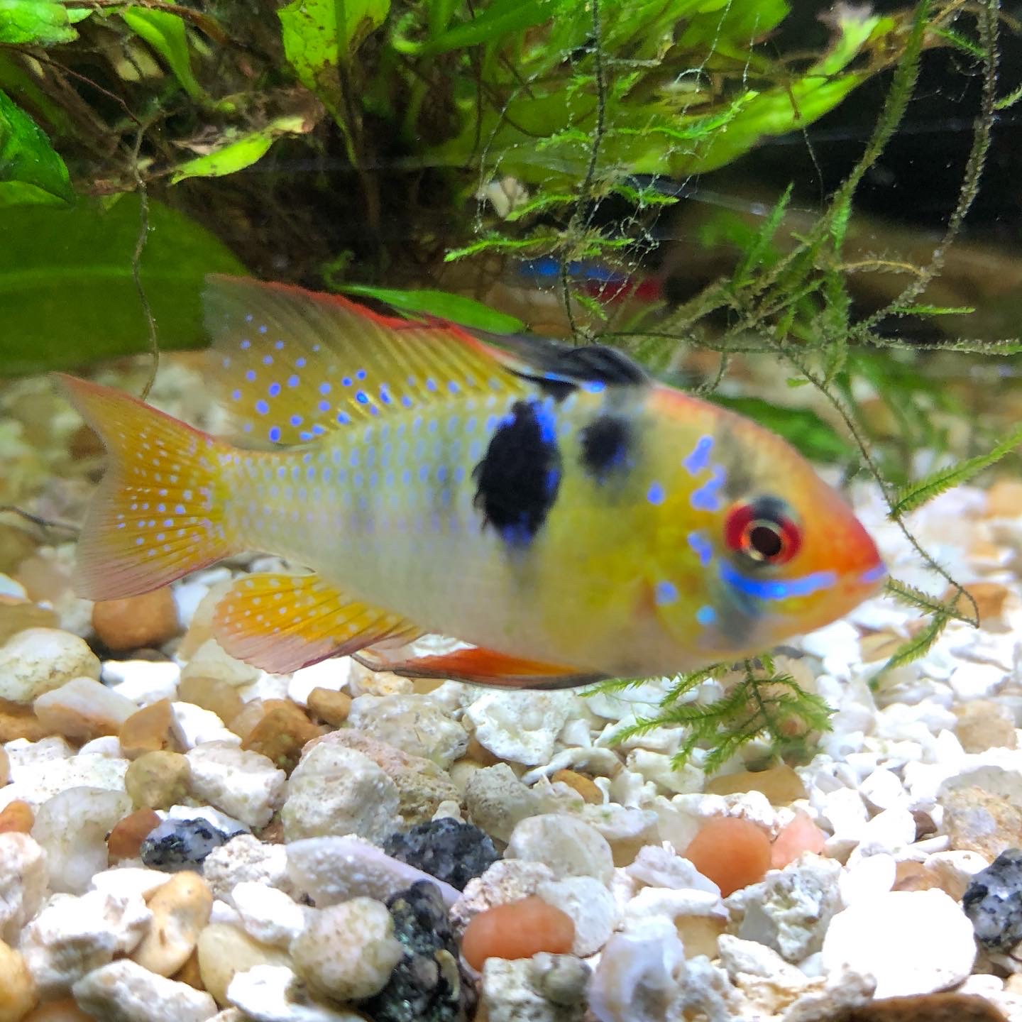 German Blue Ram Care Guide - Keeping Tropical Fish