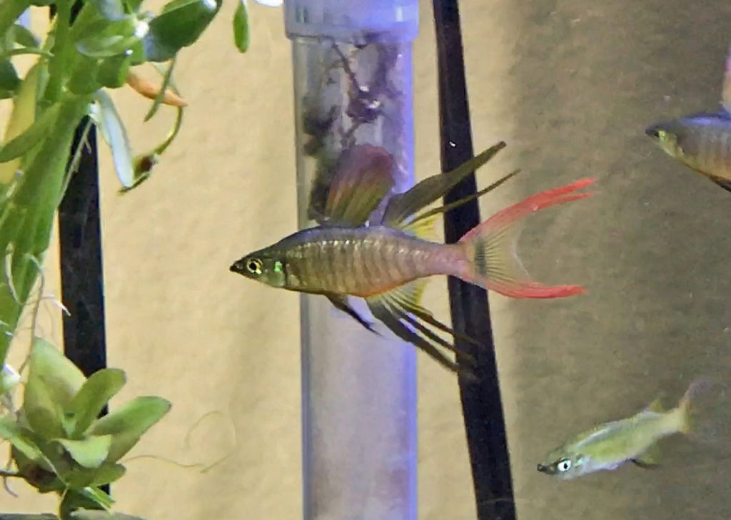 threadfin rainbowfish care