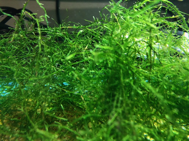 Java Moss Care Guide – Planting, Growing, and Propagation - Shrimp and  Snail Breeder