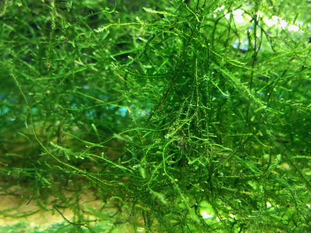 does java moss grow fast