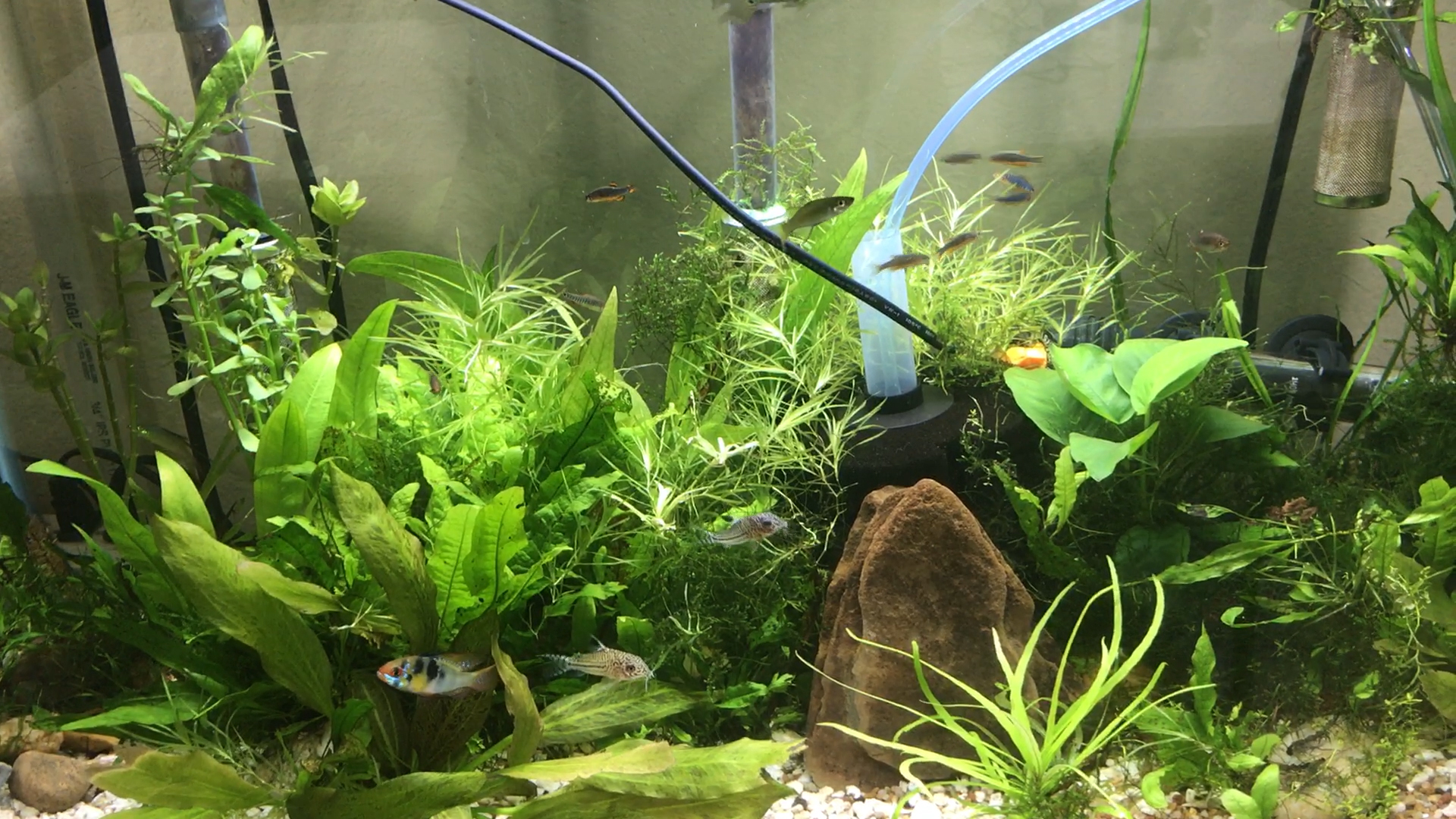 Why Fish Tank Maintenance is Important Keeping Tropical Fish